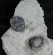 Two Large Enrolled NY Eldredgeops Trilobites #9208-2